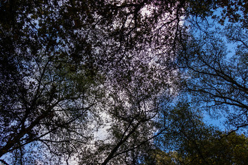 Trees