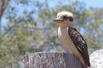 Kookaburra