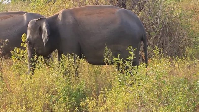 Sri Lankan elephant (Elephas maximus maximus) in Udawalawe National Park, Sri Lanka