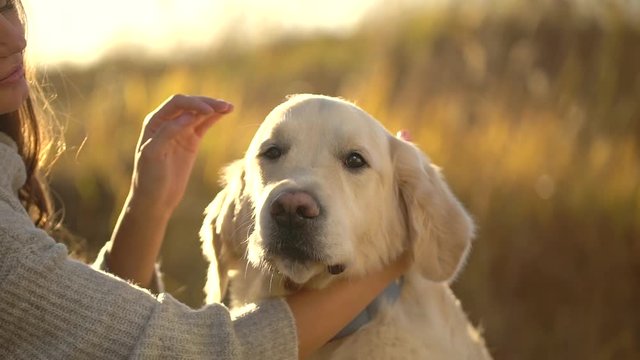 Golden retriever labrador dog with owner girl beautiful female woman playing in park outdoors, Summer autumn day. stroking hugging love friendship of human and animal pets nature landscape, slow