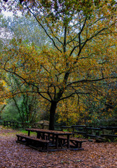 Tree and Table