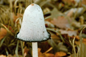 Kappe des Schopftintling im Herbst
