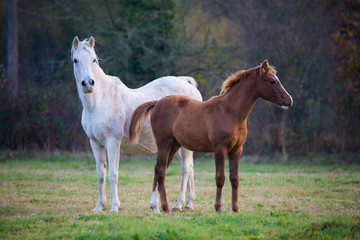 Maman cheval et son poulain de quelques semaines