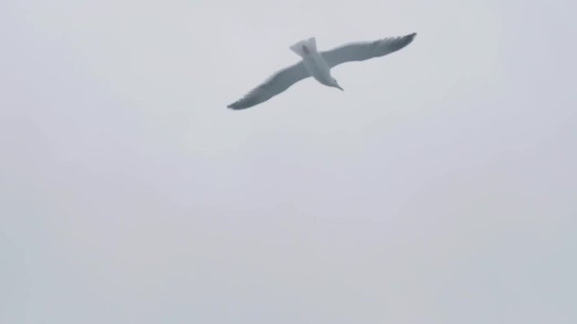 White bird flying in cloudy sky. View from ship board bird flying in overcast sky