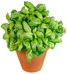 BASIL PLANT CUT OUT