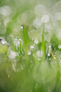 Dew on grass selective focus, close up