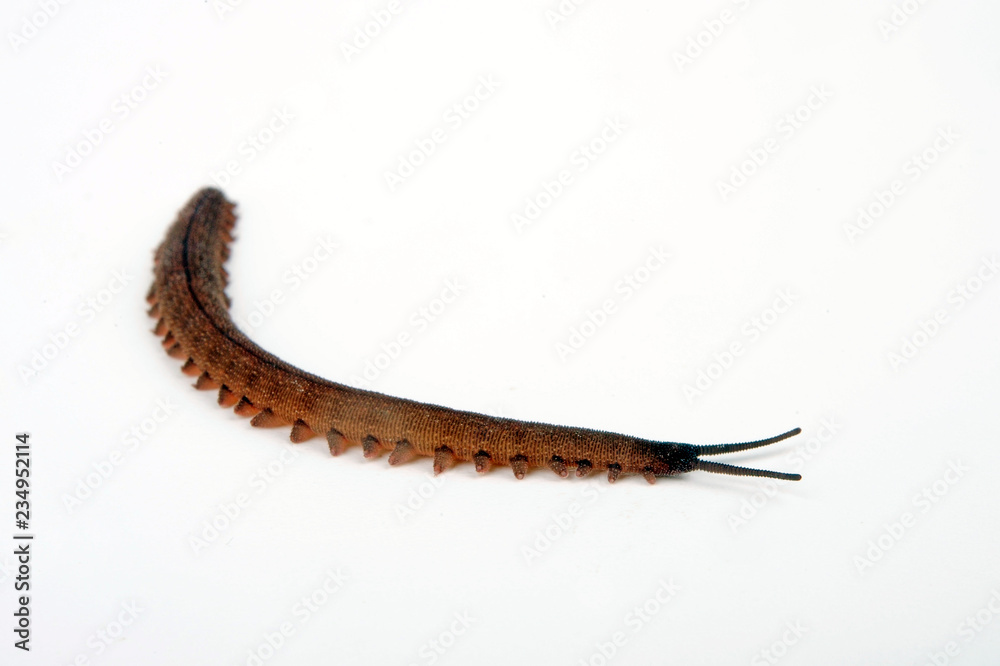 Canvas Prints Stummelfüßer (Epiperipatus trinidadensis) - velvet worm