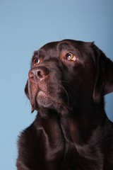 Brown labrador dog in front of a colored background