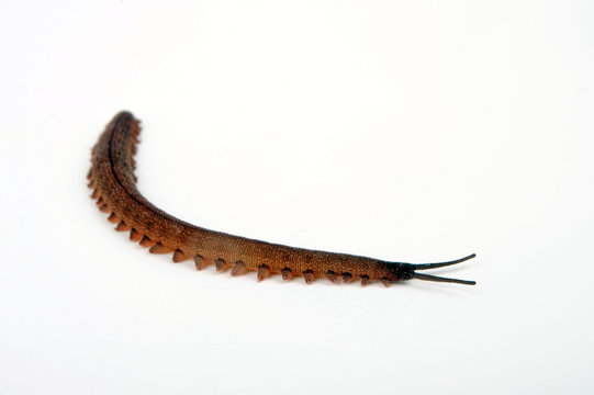 Stummelfüßer (Epiperipatus trinidadensis) - velvet worm