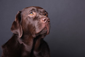 Brown labrador dog in front of a colored background