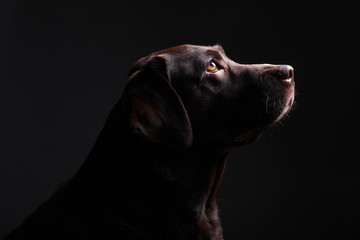 Brown labrador dog in front of a colored background