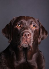 Brown labrador dog in front of a colored background