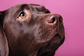 Brown labrador dog in front of a colored background