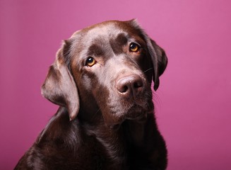 Brown labrador dog in front of a colored background