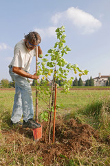 man planting a new tree