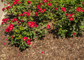 Brown pine bark mulch covering flower bed with pink roses in public garden park in summer.