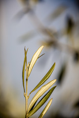 Dry leaves