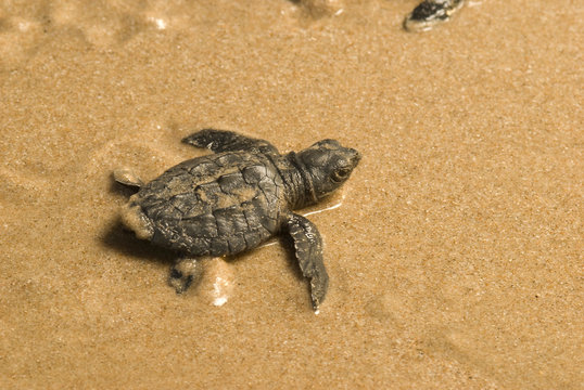 cria de tortuga lora, kemp`s ridley playa la pesca Tamaulipas m&egrave;xico