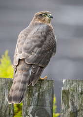 Young Sparrowhawk on a fence