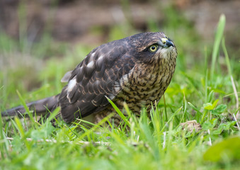 Young Sparrowhawk