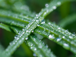 Green macro texture, fresh rainy morning