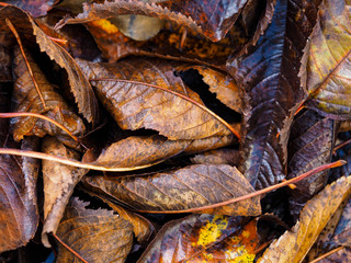 Autumn leaves on the floor