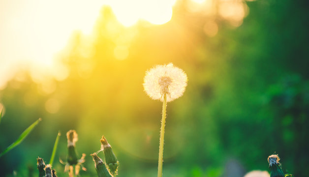 Spring nature scene.Springtime.Fluffy dandelions growing in spring garden illuminated by the warm golden light of setting sun on a soft blurred background.