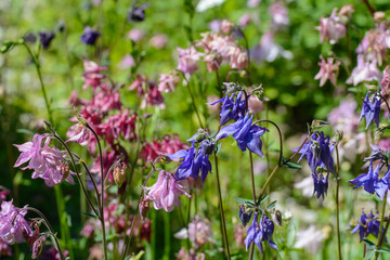 Blühende Akeleien rosa, blau, weiß