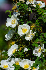 Weiße Heckenrosen am Haus
