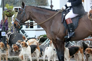 Sierkussen Foxhound hunt pack and horses © Jenny Thompson