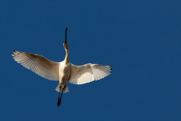 Spoonbill flying
