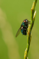 Goldfliege am Gras