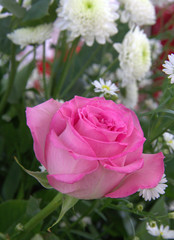 pink rose in garden