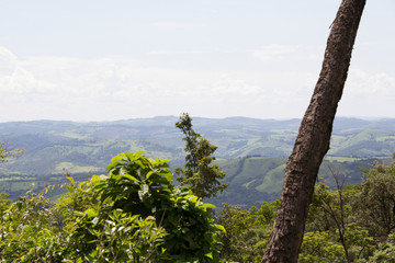 Obraz premium pine tree in mountains