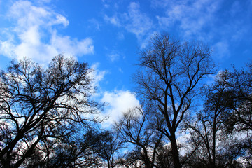 oak tree silluettes with blue sky and cloud background