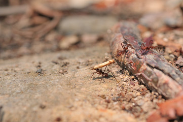 ants on branch