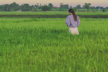 Naklejka premium Back view of young woman take a photo by smartphone in the rice