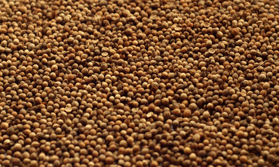 Mustard seeds close up with blur effect.