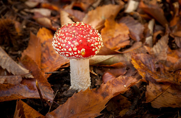 fly agaric mushroom in the forest