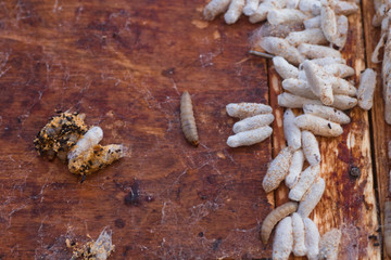 Wax moth larvae on an infected bee nest. cover of the hive is infected with a wax moth. The family of bees is sick with a wax moth. Terrible wax bee frame eaten by parasites.