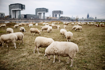 Schafe in Köln am Rhein 
