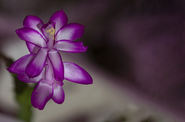 Fleur de cactus de Noël (Schlumbergera) pour carte de voeux