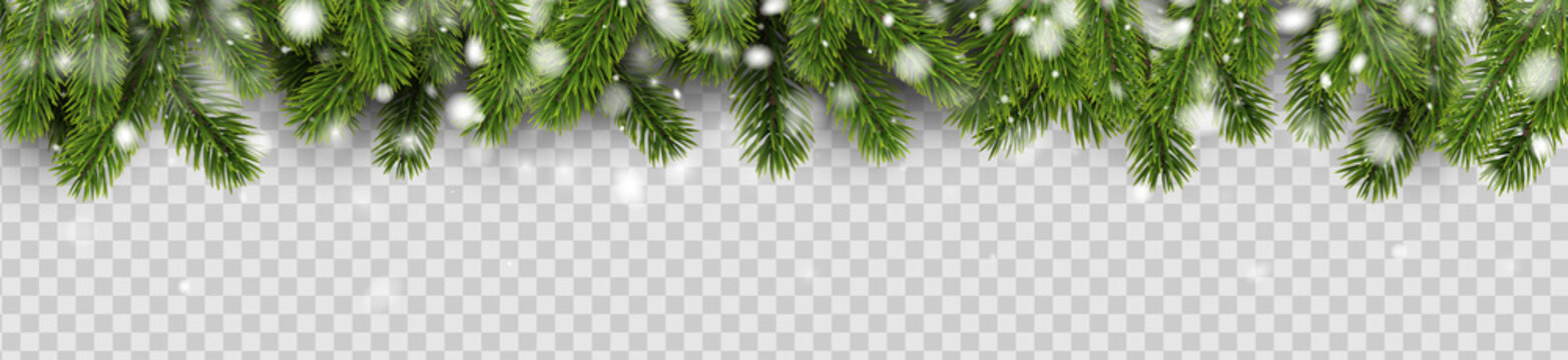 Banner with green fir branches and snow for winter, Christmas and New Year design.