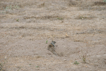 Burrowing Squirrel