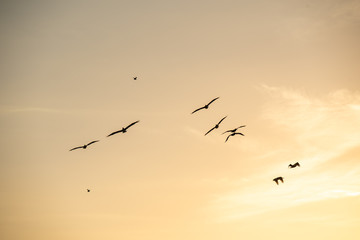 flock of pelicans against yellow blue sky at sunset