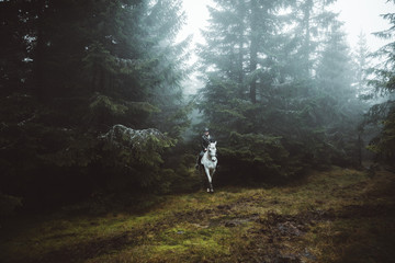 White horse in the moody forest