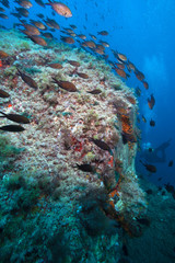 Fototapeta na wymiar Lots of fish in a mediterranean reef.