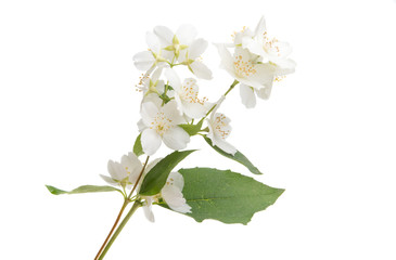 branch with jasmine flowers