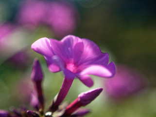 petunias flower in the garden, macro