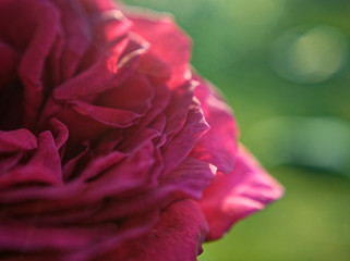the open purple rose in the garden, macro